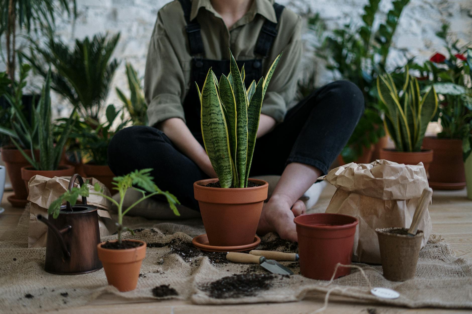 The 5 Best Houseplants For People Who Kill Plants